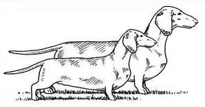 Standard and Miniature Dachshunds