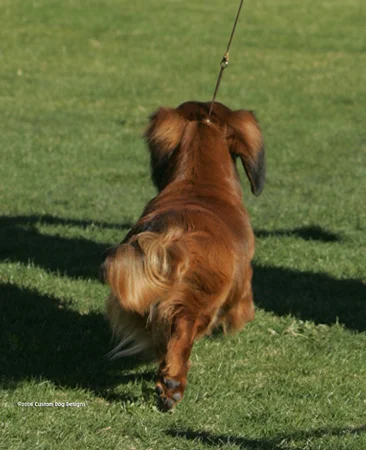 Rear Photo by Custom Dog Designs