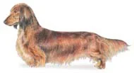 Longhair