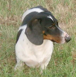 piebald-dachshund.jpg