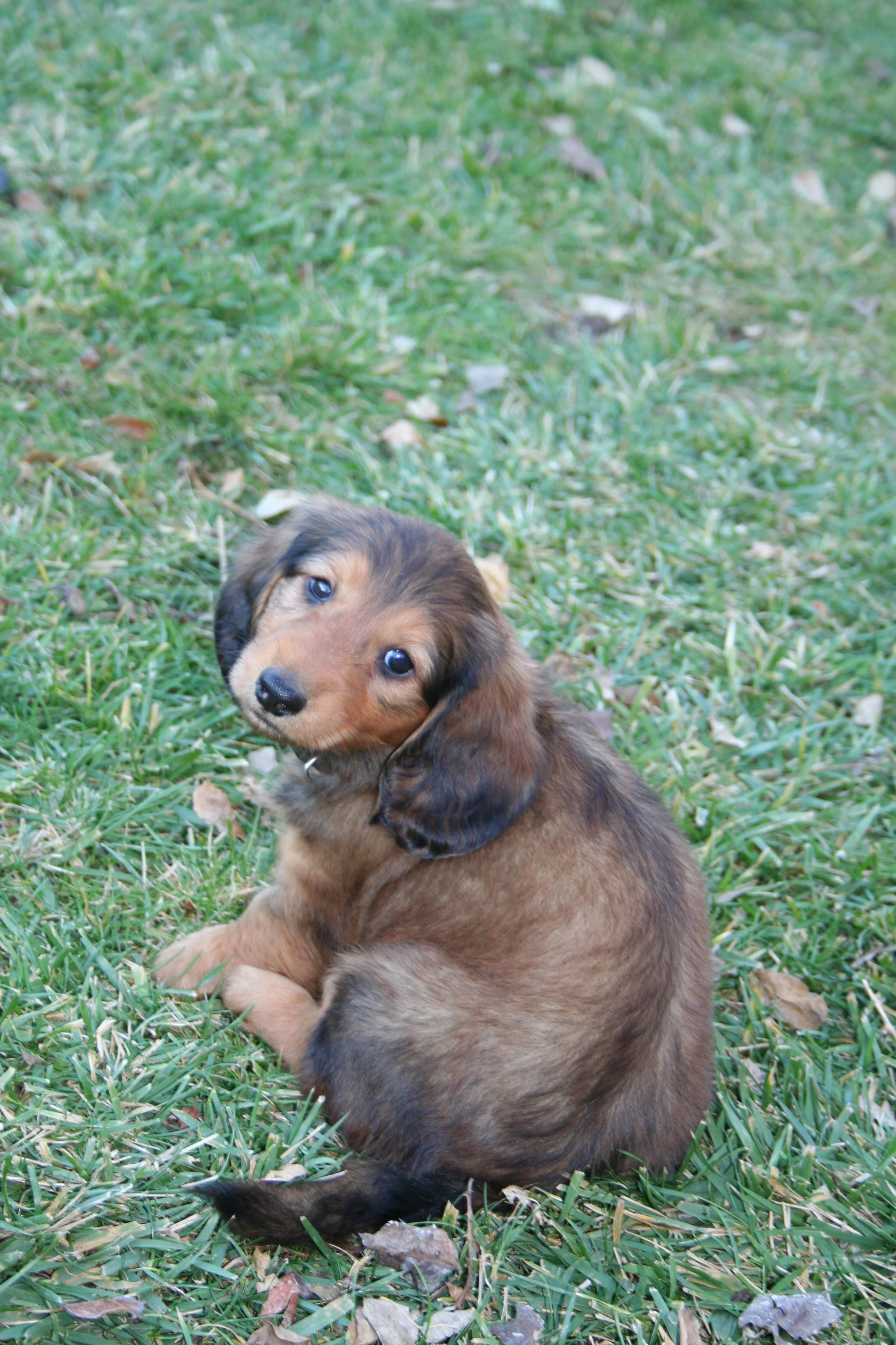 Pawprint face.jpg