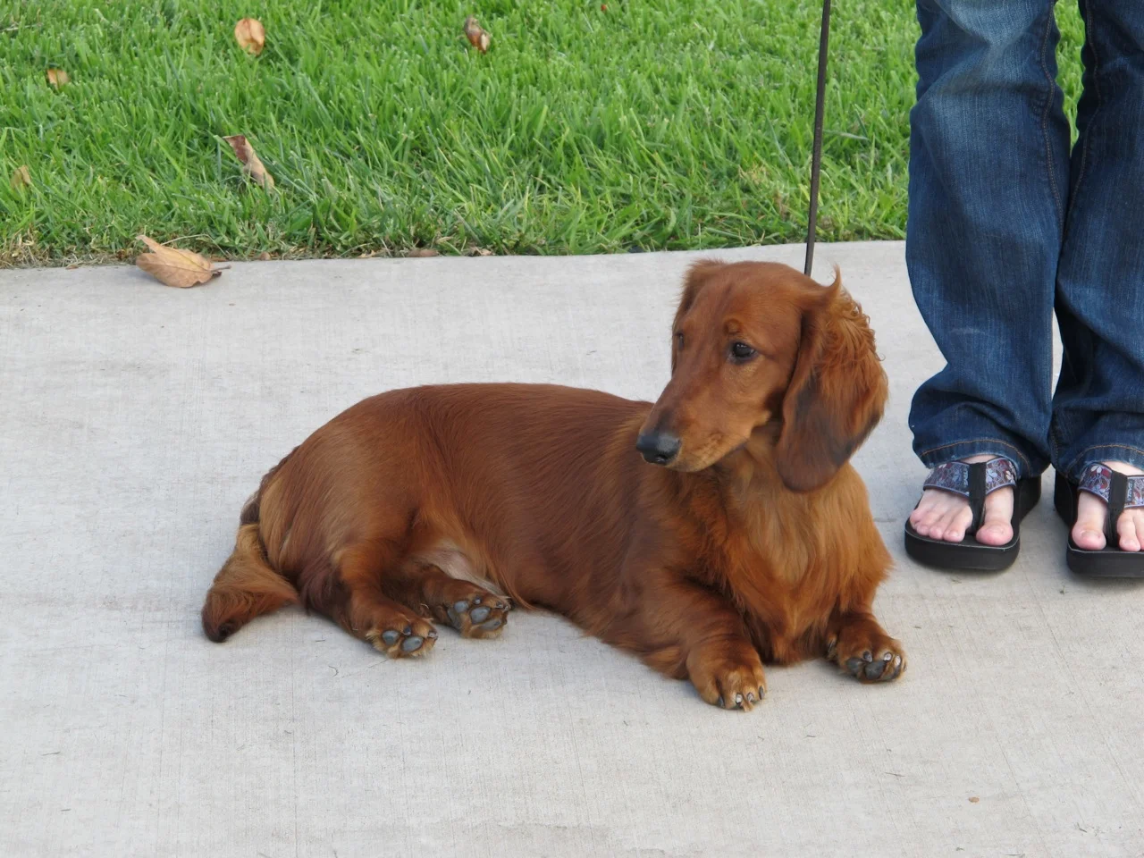 Ringmaster-Bailey Oct 2010.jpg