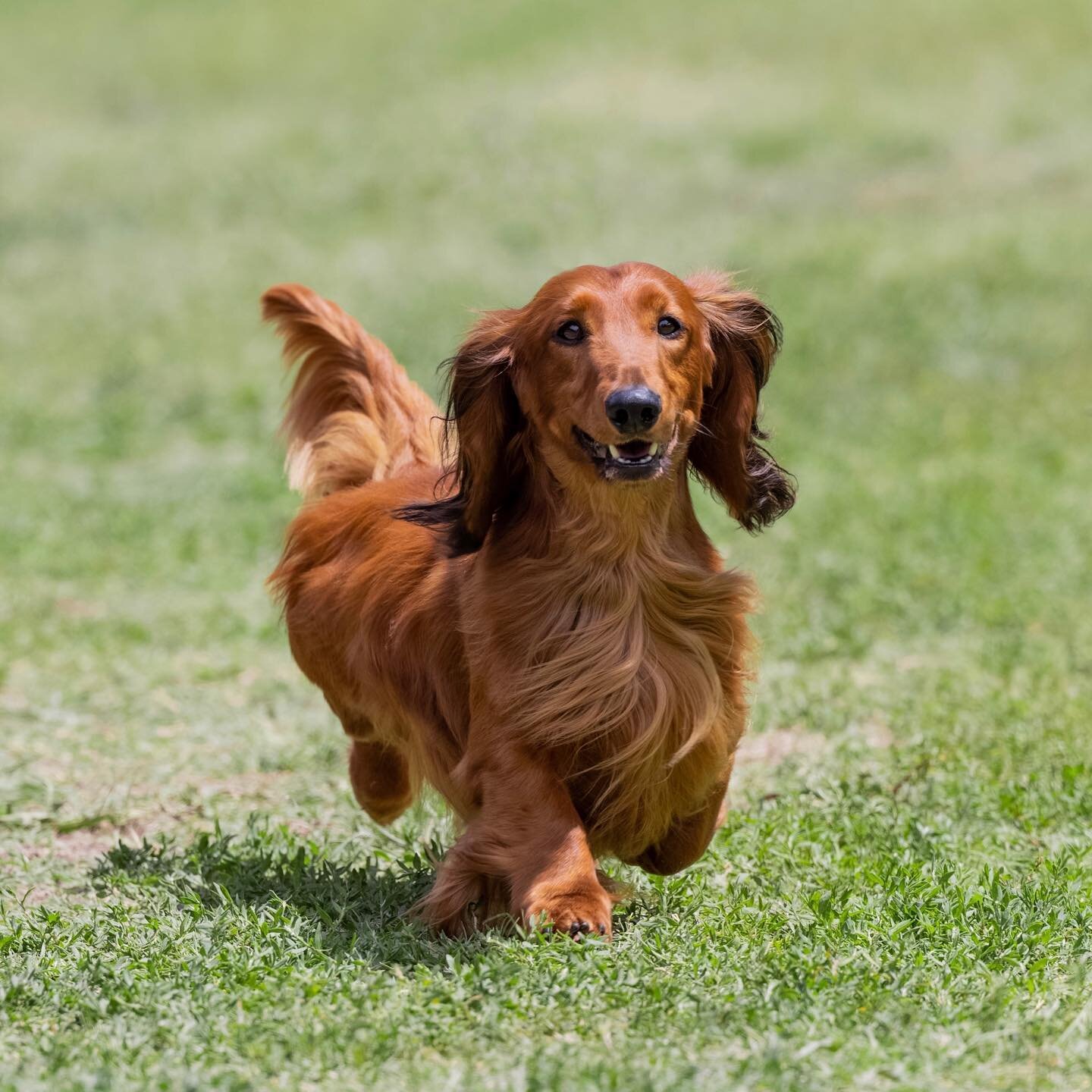 Hero!!! #pramadakoradox #dachsundsofinstagram #longhairedstandarddachshund #longhairdachshunds