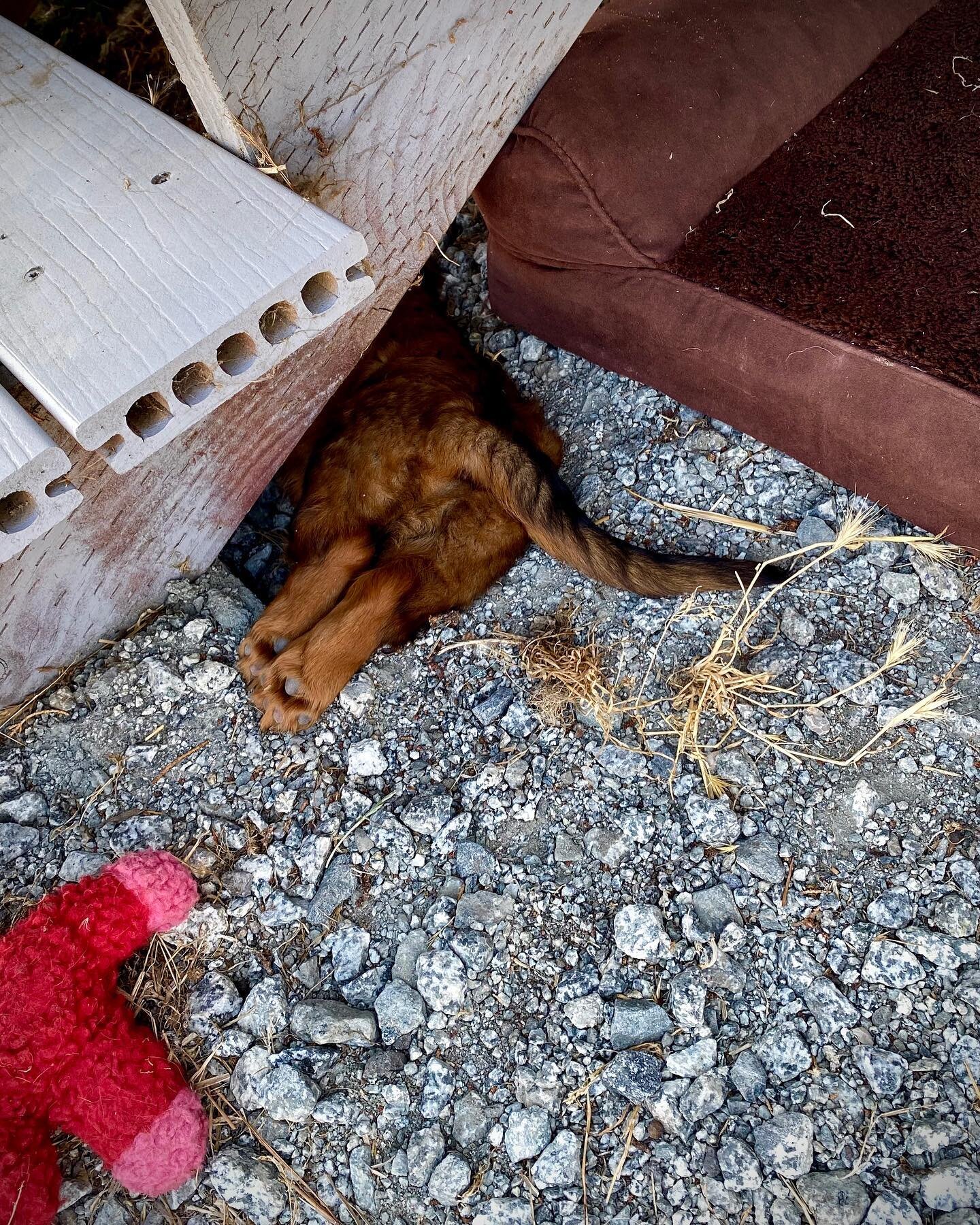 Some days you just have to rough it for nap time. 
#duncanthelonghairdachshund #pramadakoradox #dachshundsofinstagram #attheminifarm #naptime #doxiebutt #sleepypuppy