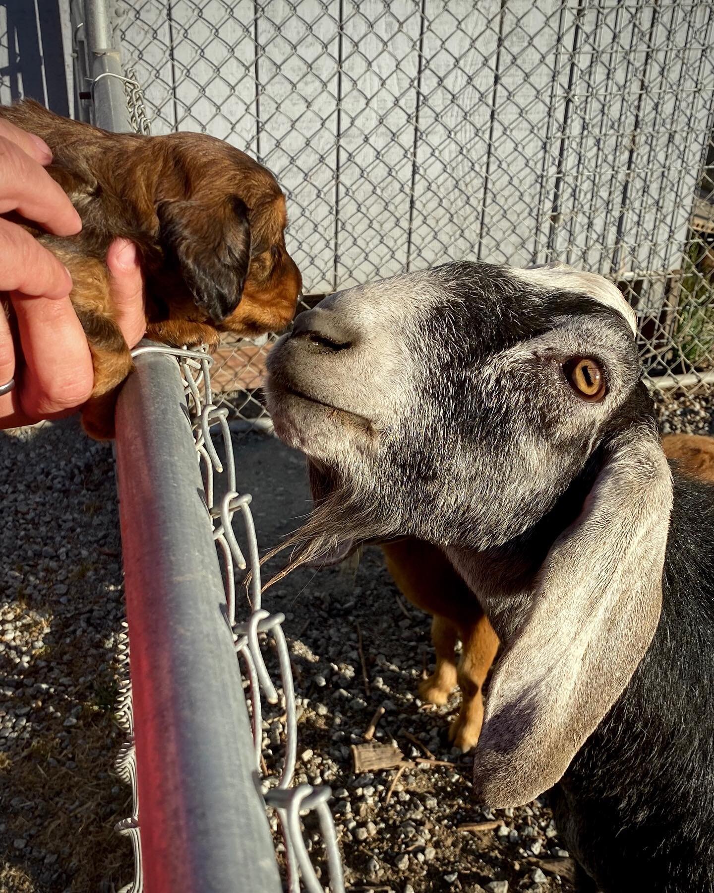 Duncan meets Licorice for the first time!
#duncanthelonghairdachshund #attheminifarm #pramadakoradox #goatlove #dachshundsofinstagram #chuncanduncan