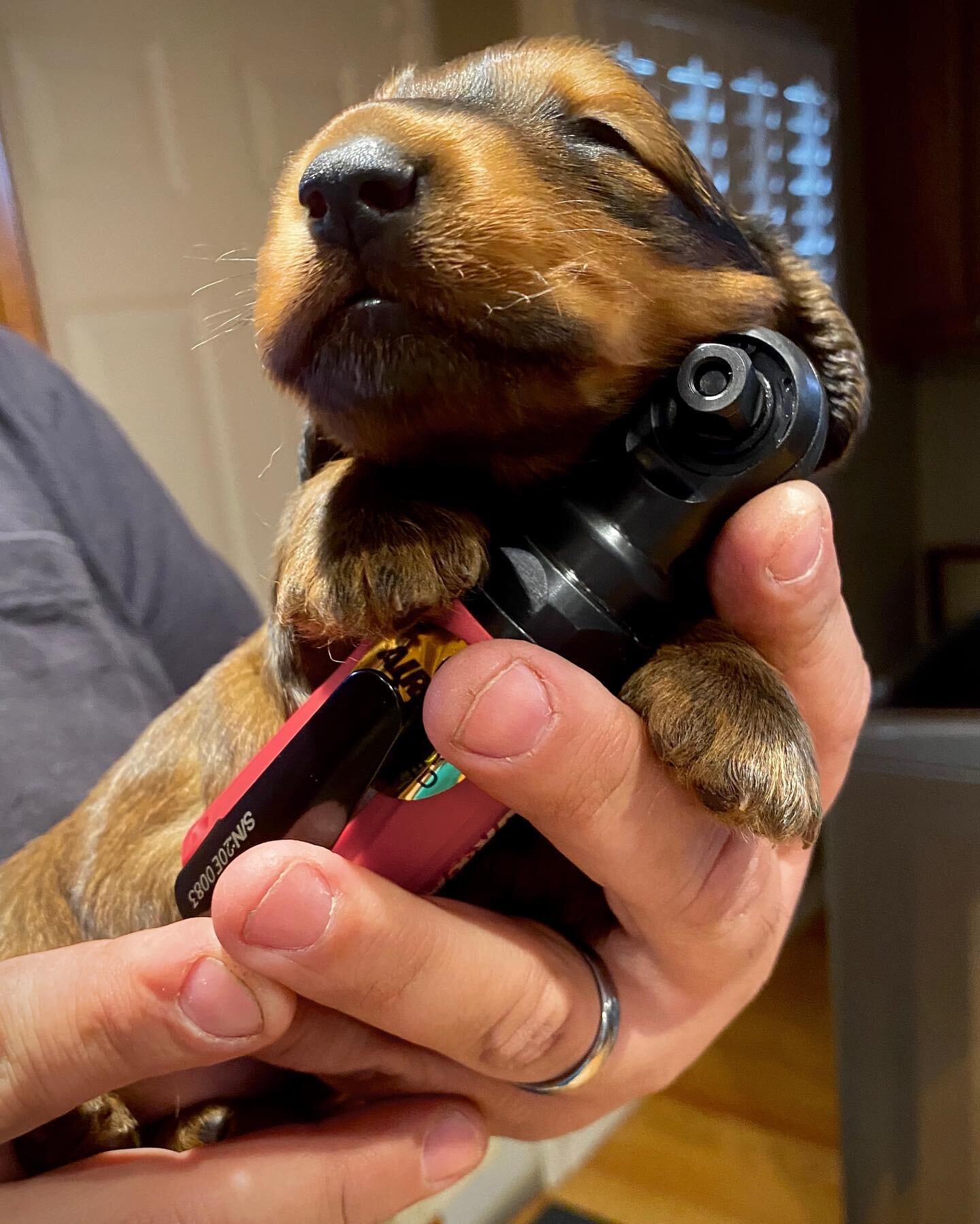 Chuncan Duncan giving the new wrench a snuggle.  He&rsquo;s ready for all the projects lined up!
#dachshundsofinstagram #attheminifarm #pramadakoradox #tooltime #sweetestpuppyever #duncanthelonghairdachshund