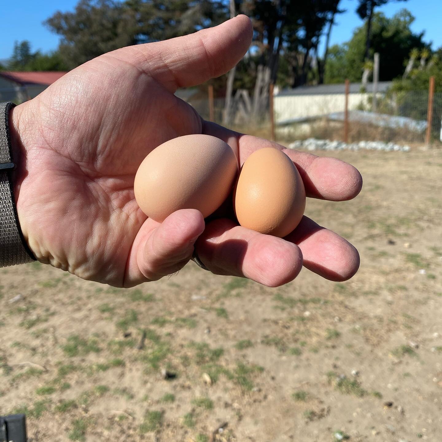 We have eggs!!!!! 🥚 #pramadakoradox #pramadakoradoxminifarm #attheminifarm #chickeneggs #farmfood #urbanfarm #urbanfarming