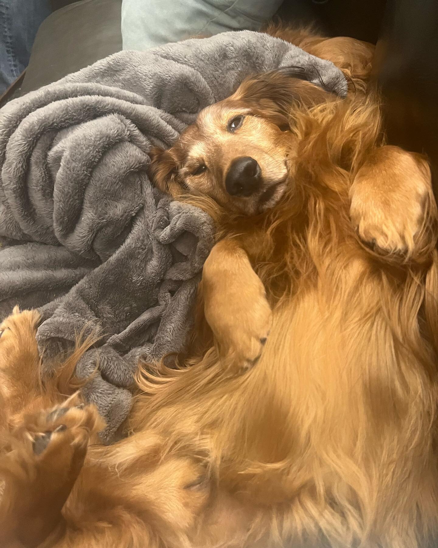 Charles knows how to relax. #pramadakoradox #dachsundsofinstagram #longhairdachshund