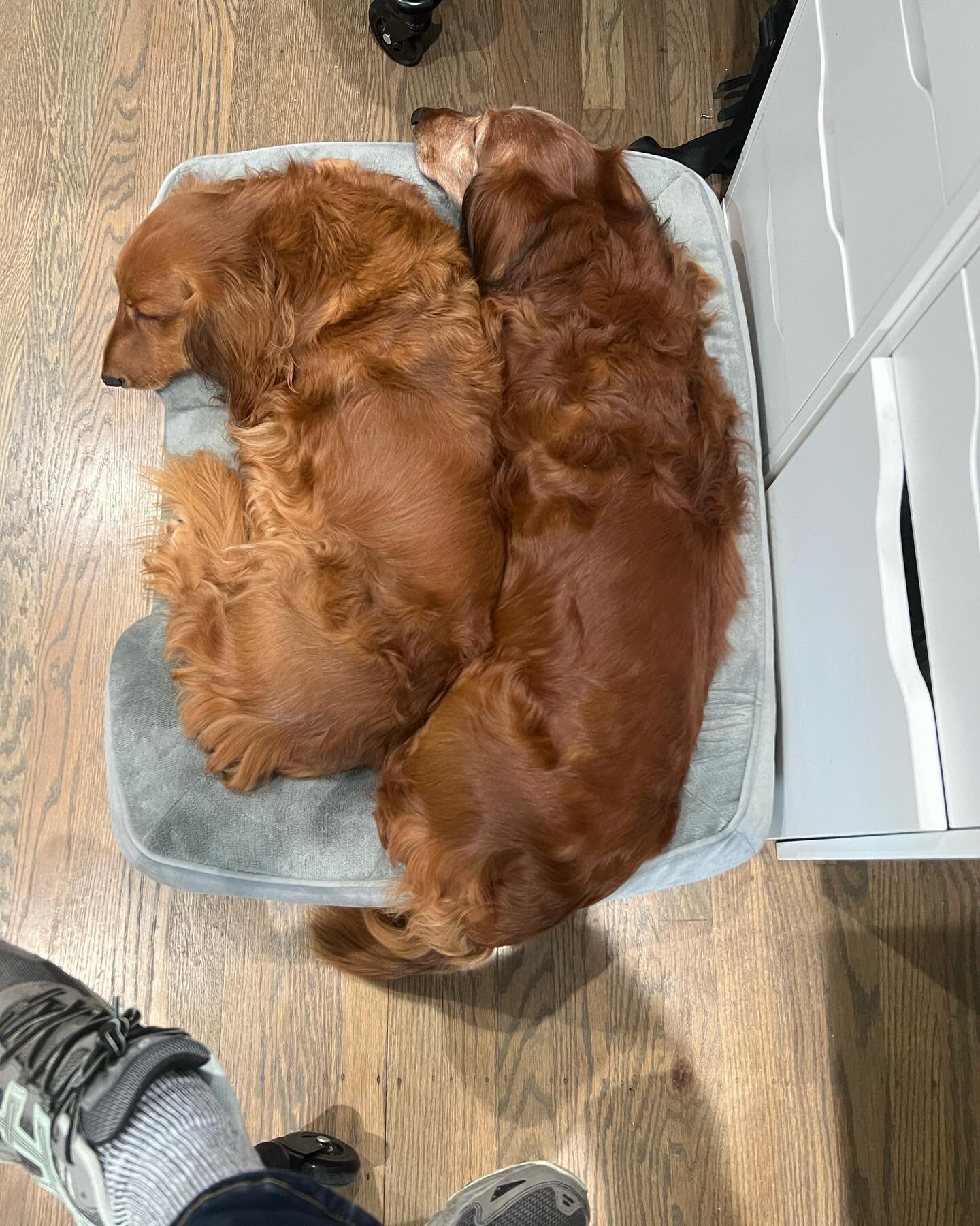 They would prefer a bigger bed but space is limited.