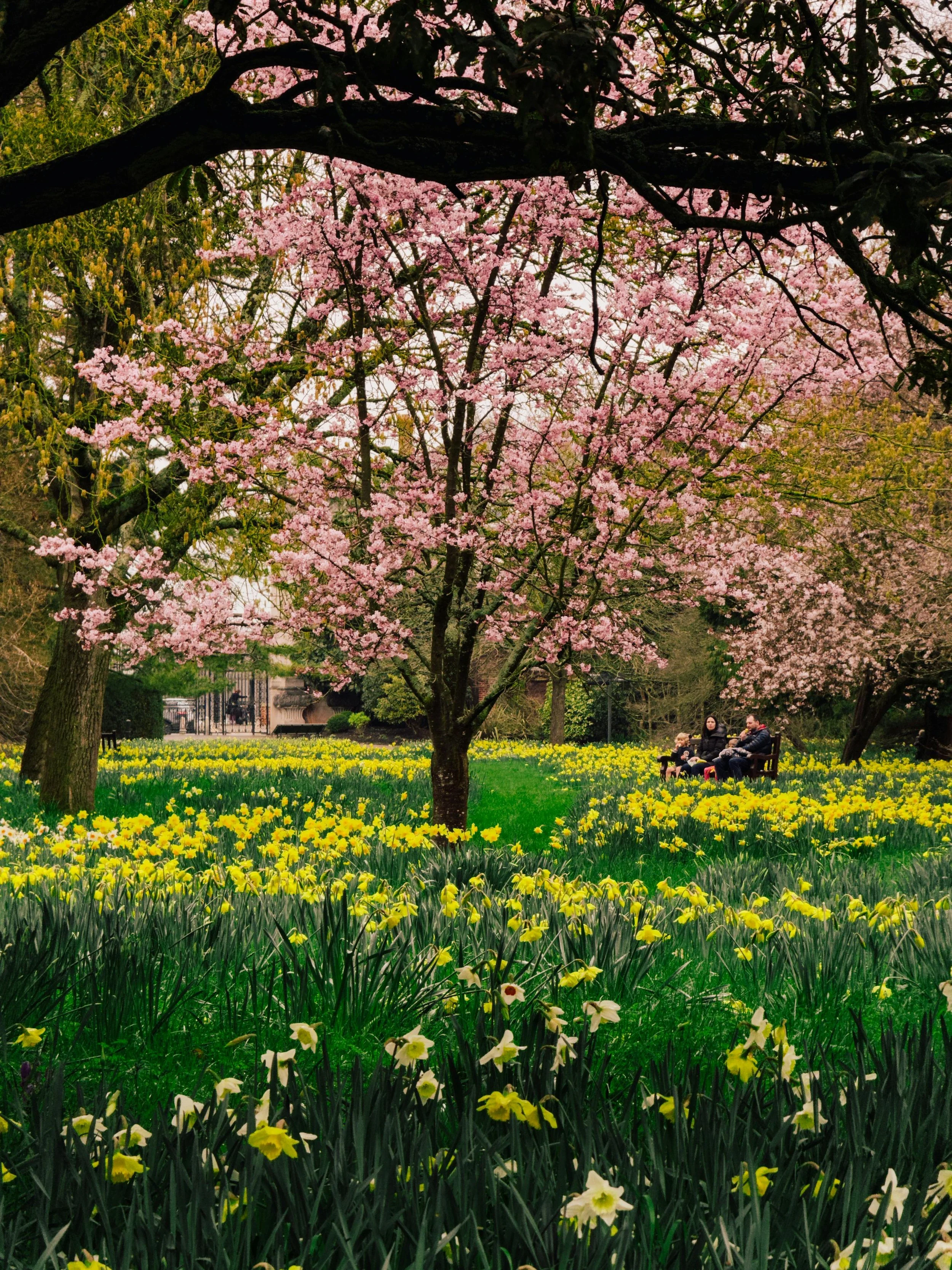 Spring park scene with blooming trees and fresh open space, symbolizing the calm and clarity that come from gently letting go and creating room for new beginnings.