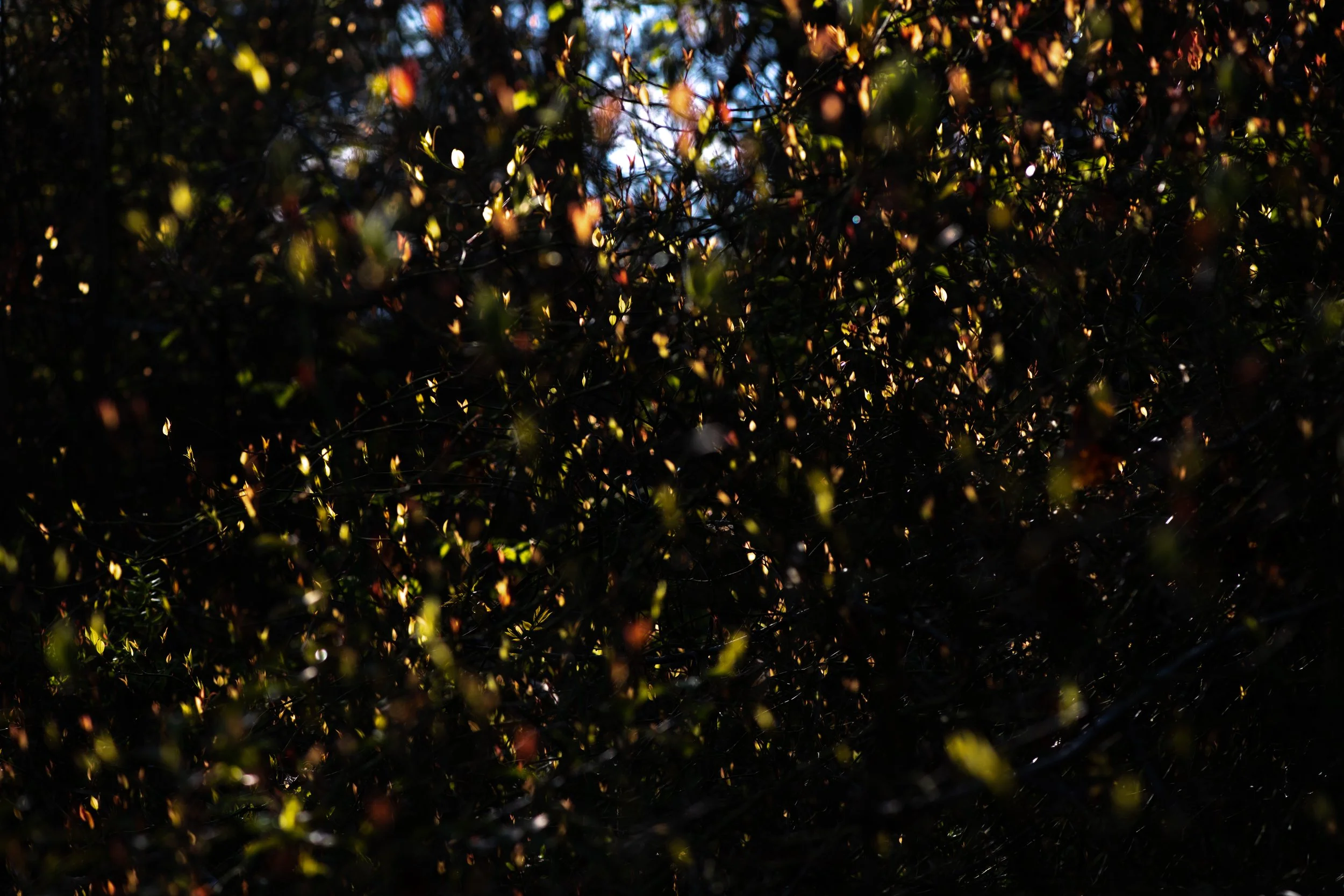 DSC_9077.jpg