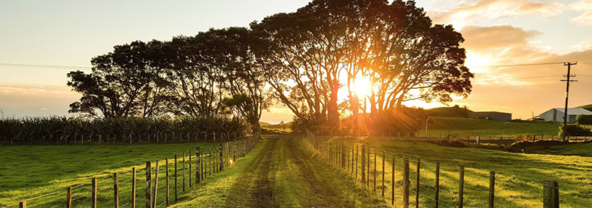 5 Reasons to Run Paso Robles Harvest Marathon