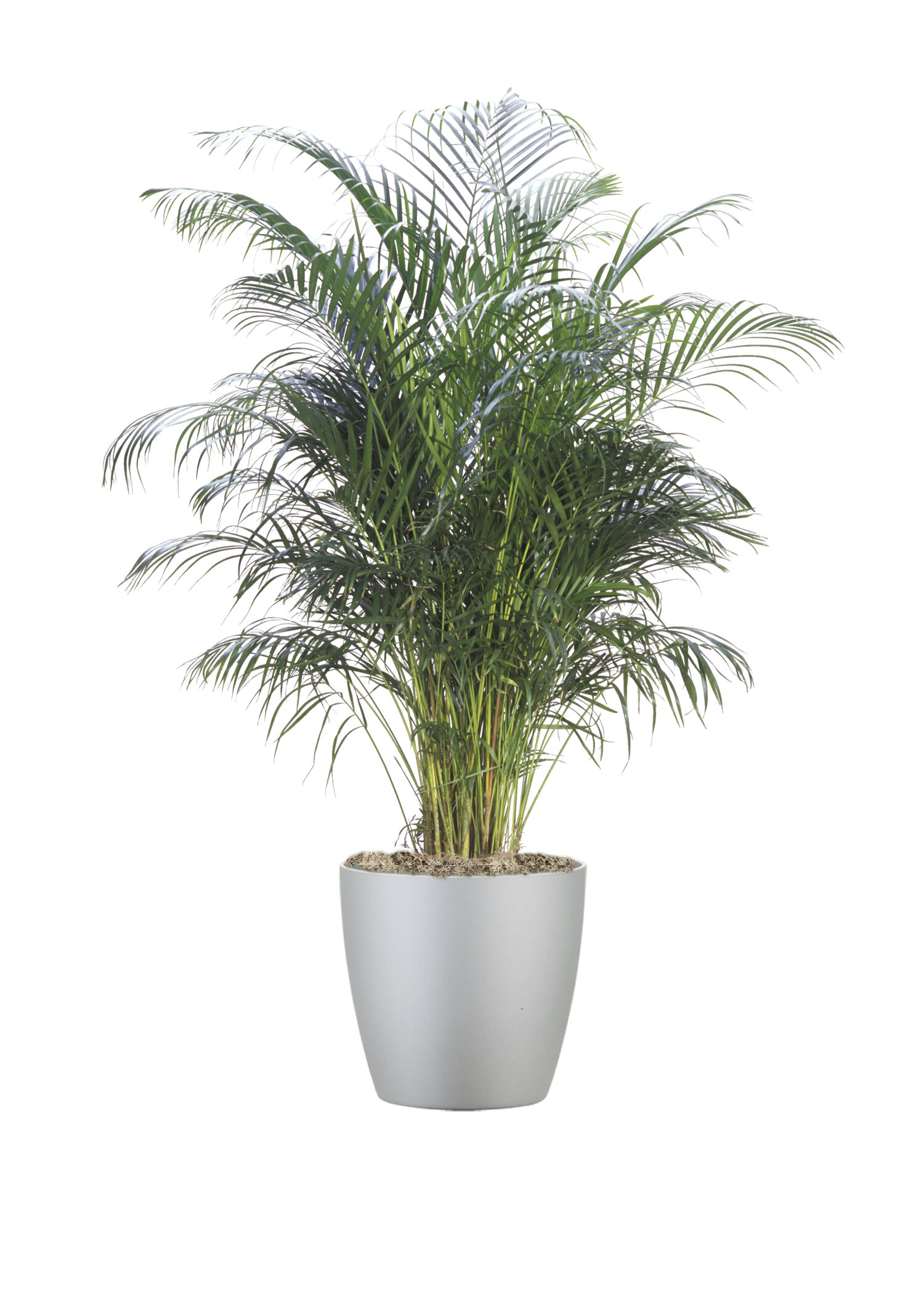 Areca Palm