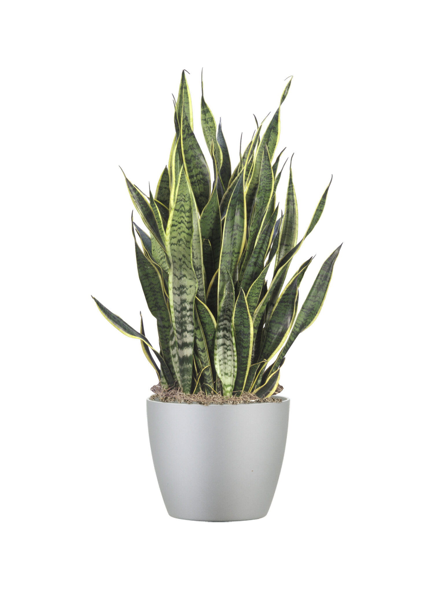 Snake Plant 