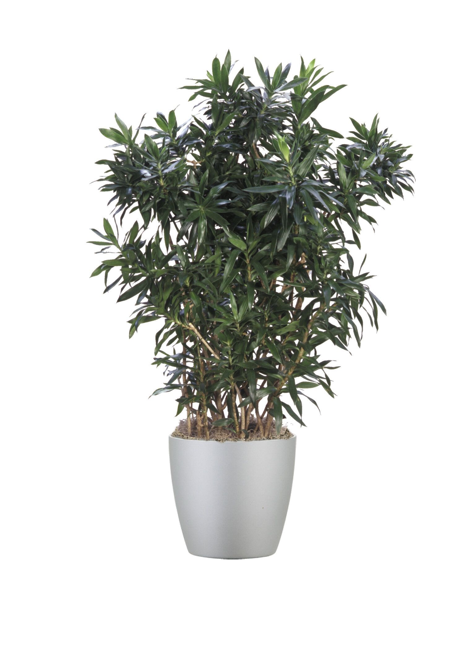 Dracaena Reflexa