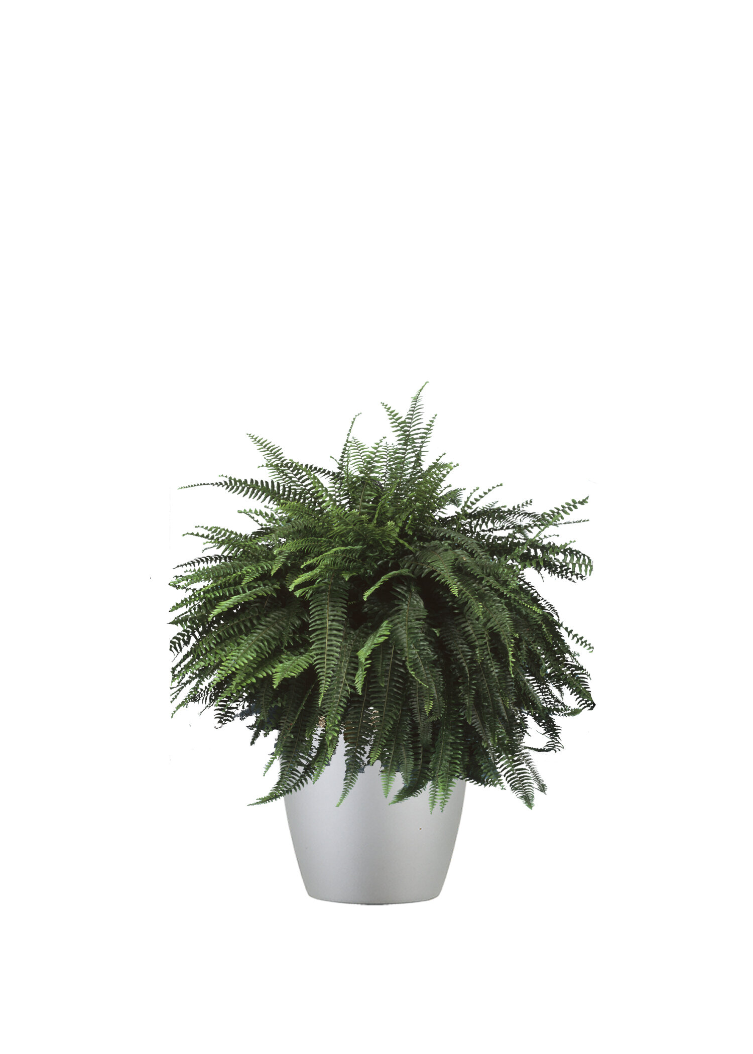 Fern 'Masai'