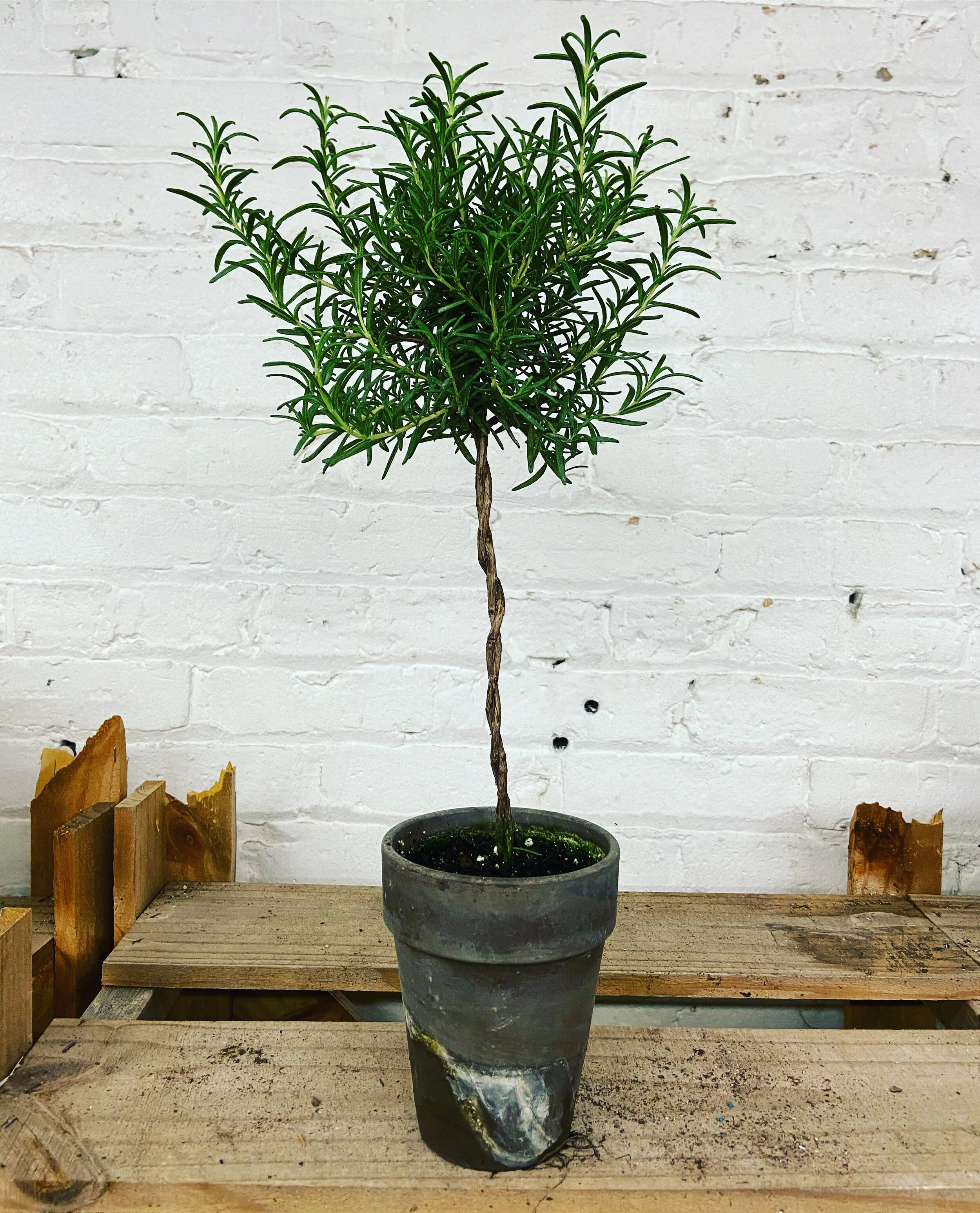 Rosemary Topiary IGS Plantscaping Group