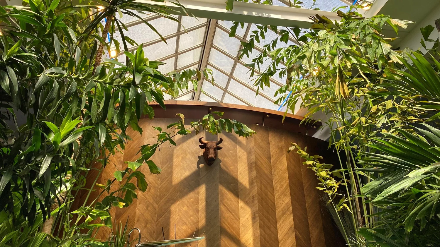 Chicago Indoor Plant Services | Houseplant Maintenance | IGS  IGS  Plantscaping Group