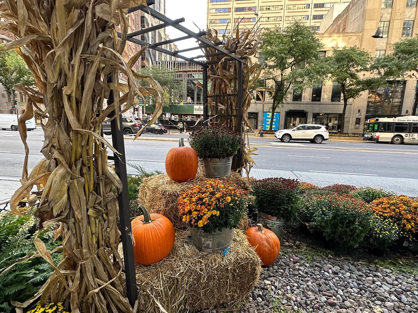 Pumpkins. We love our morning on @themagmile. 

#pumpkins #magmile #fall #chicagofall #falllandscape #urbannature #urban #city #parkway #chicagolandscaper