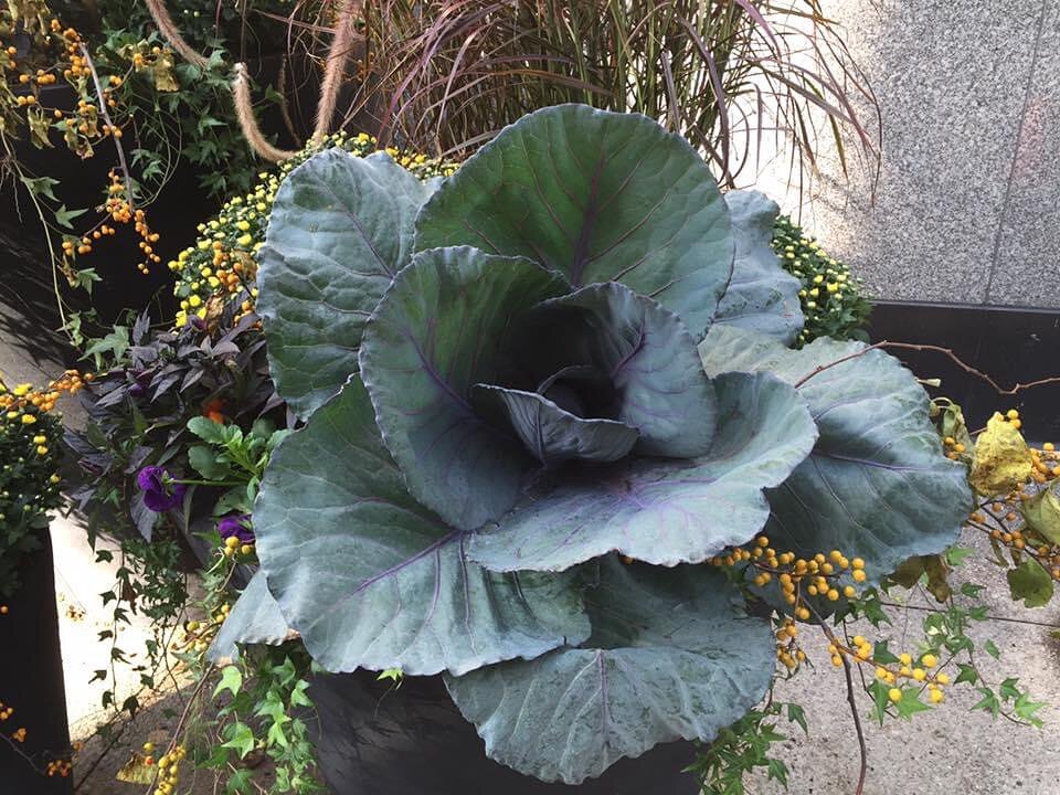 Perfect. Cabbage.

#cabbage #fallplants #food #pretty #chicagolandscaper #edibleplants