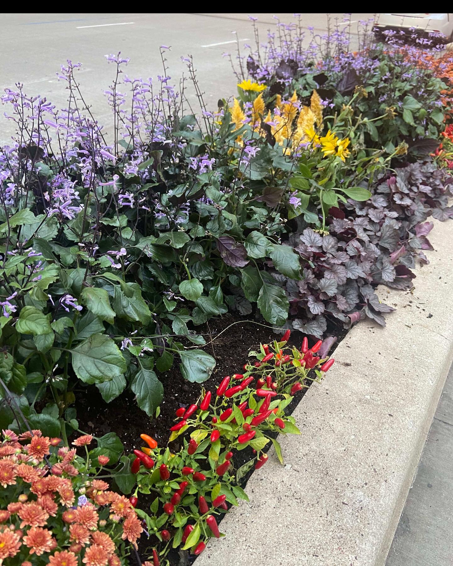 Step back. Fall color.

#planter #parkway #wackerdrive #chicagoplants #fallcolor #fallplants #chicagofall