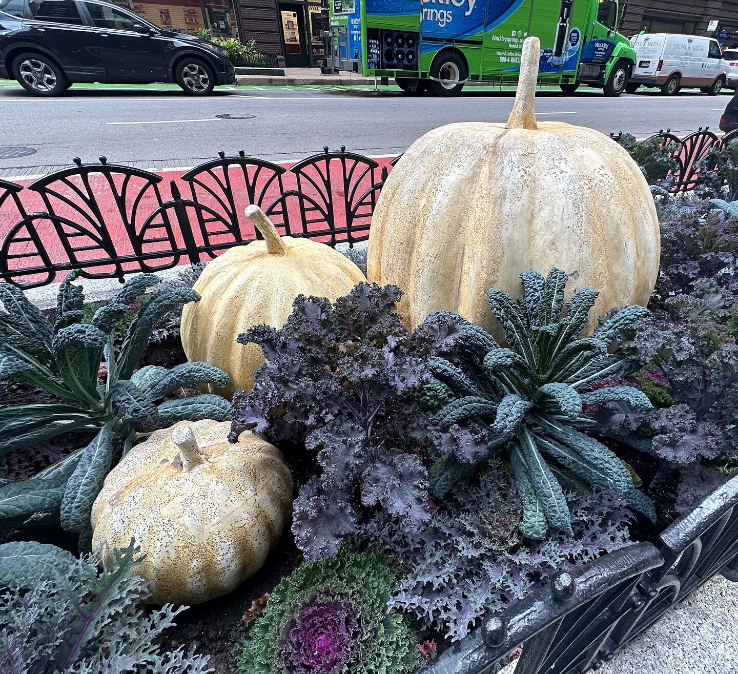 All the fall food. 

#pumpkins #cabbage #kale #chicagolandscaping #landscaping #chicagoplants #urbannature #officeplants