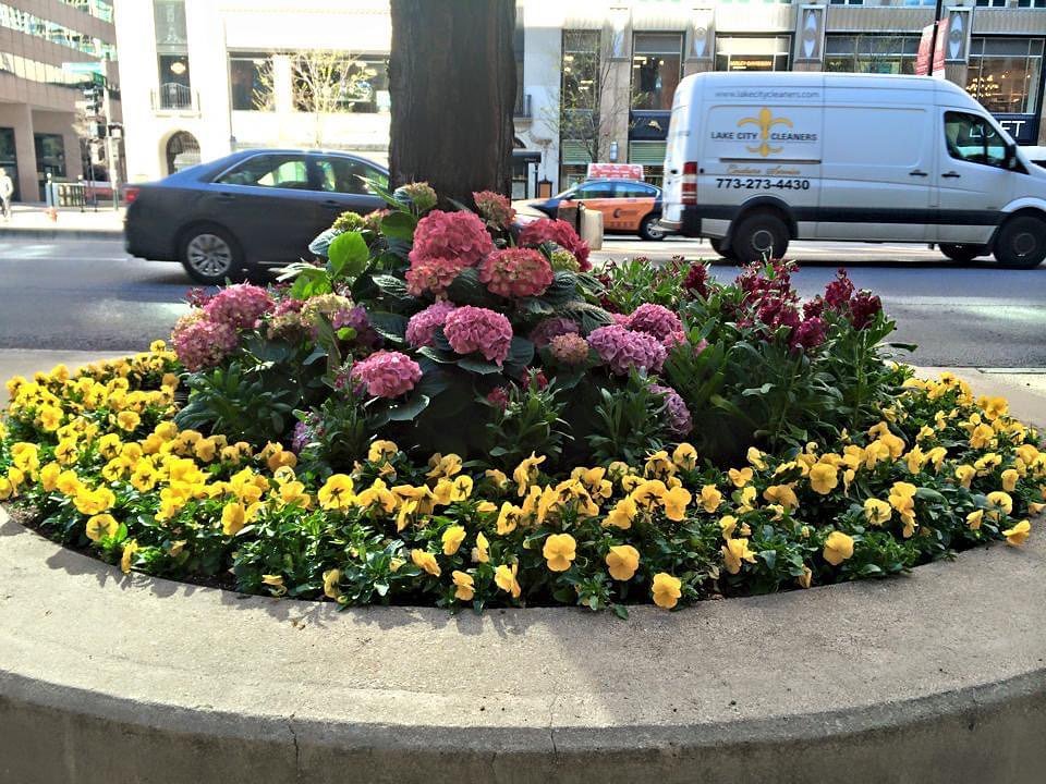 Need a little sunshine this Monday morning.

#springplants #flowers #aprilshowers #urbannature #color #pink #prettyflowers