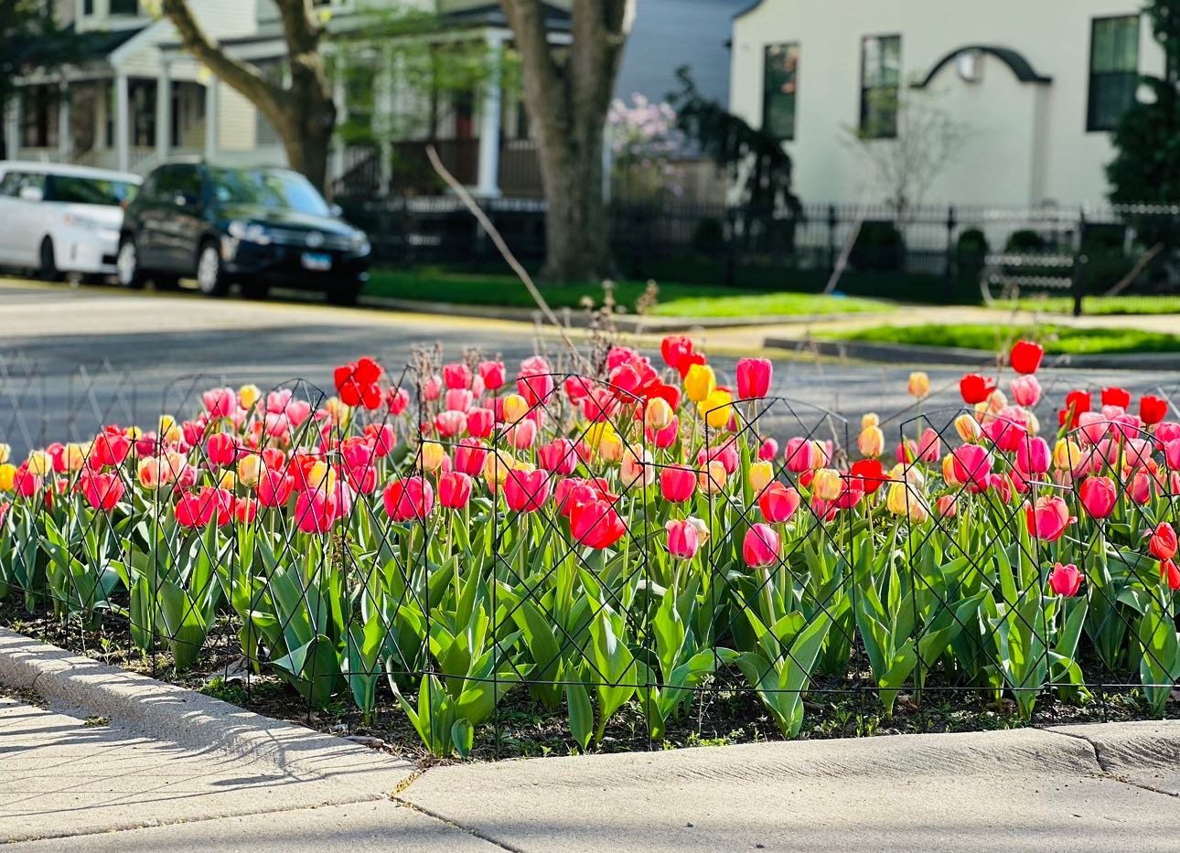 Tulips.

#tulips #spring #bulbs #color #mixedtulips