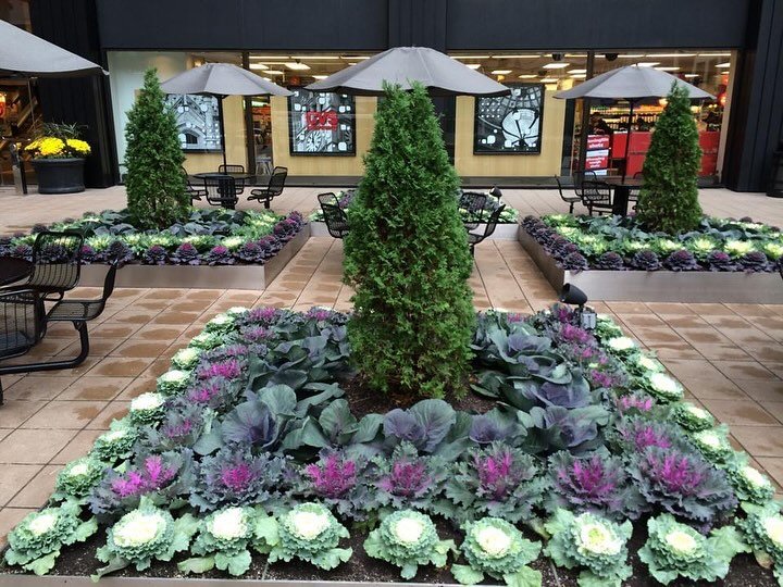 One year we had a last minute fall install and we did ALL cabbage. Cool modern look.

#cabbage #slaw #falllandscape #late #lateplan #chicagolandscaper