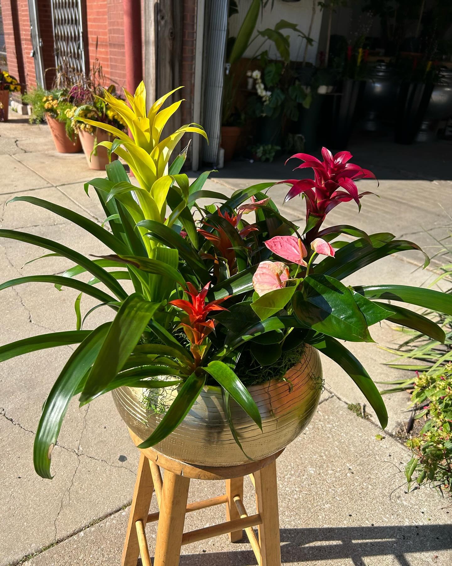 Taking a break from our regularly scheduled fall program for a little brighter color outside today.

#bromeliad #bromeliadbowls #orchidbowls #orchids #color #colorbowl