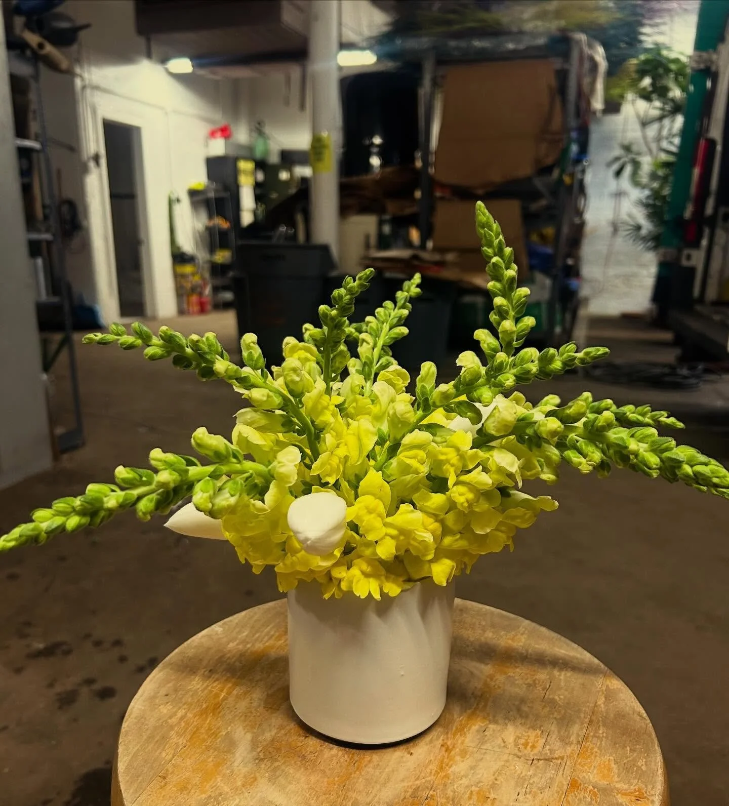 A little sunshine for our winter woes.

#yellow #snapdragons #sunnyday #flowers #bouquet #chicagoflowers