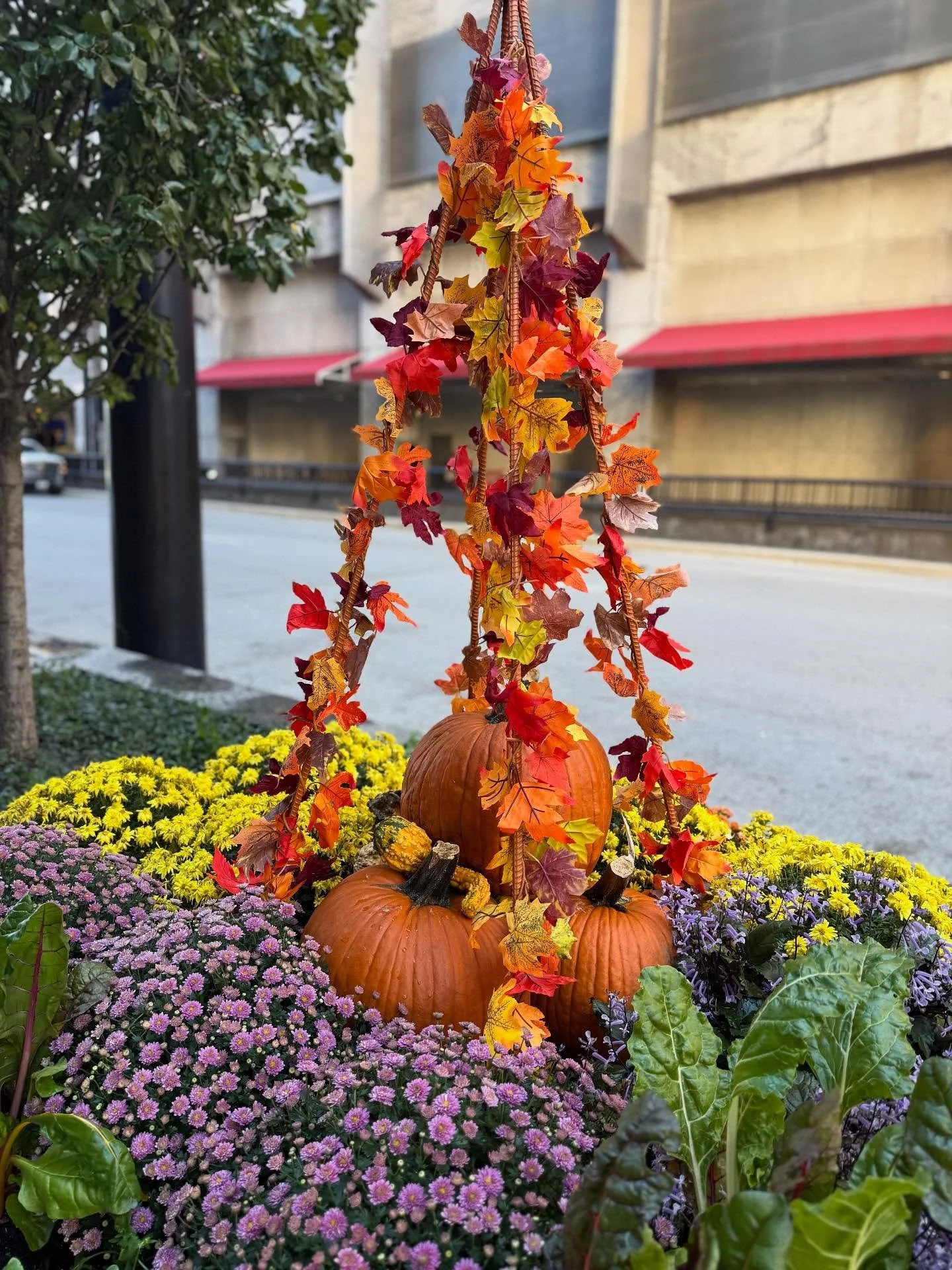 It's fall!!!

#falllandscape #landscapedesign #magnificentmile #magmile #chicagofall #pumpkins