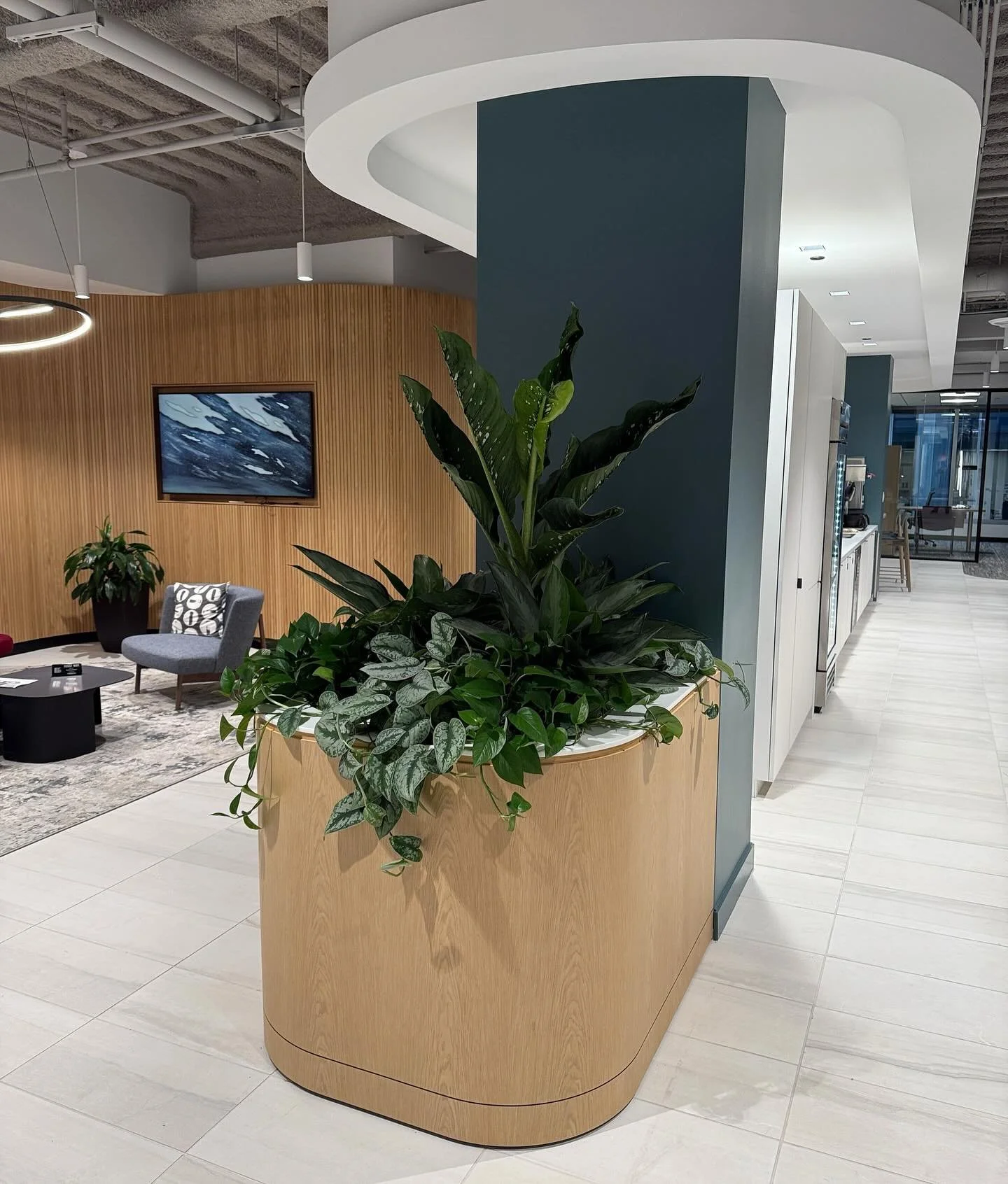 Some geometry and green for today's sunny day.

#chicagooffice #greenplants #green #officedecor #officeplants