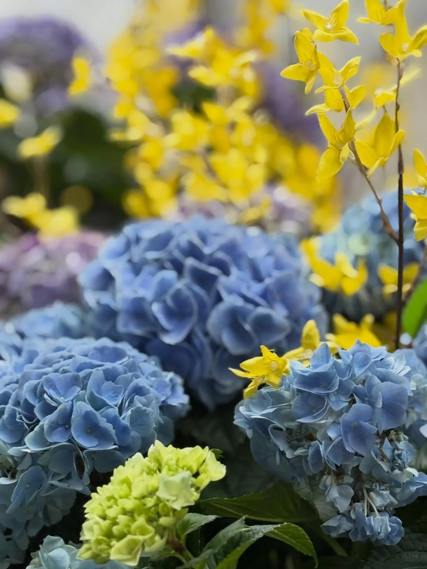 Pretty things.
#hydrangra #color #chicagospring #magmile #landscaper