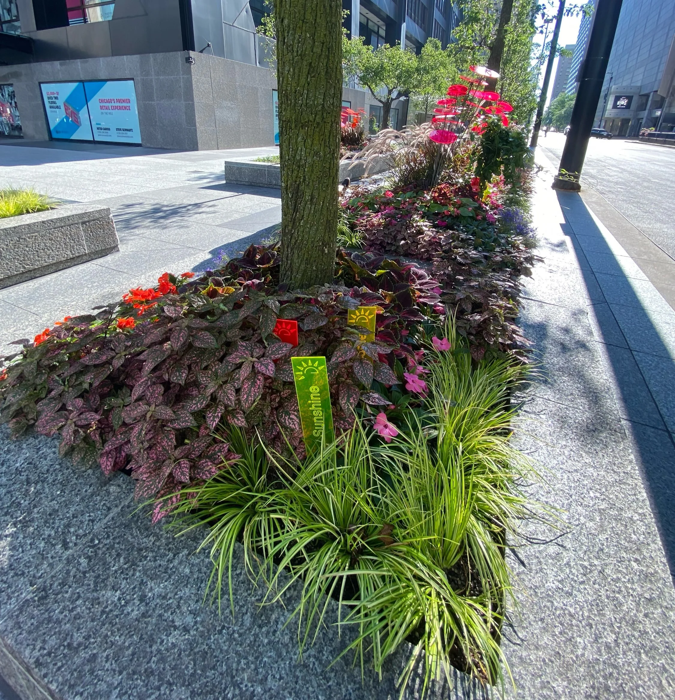 I've got sunshine.

#magnificentmile #landscaping #chicagoplant