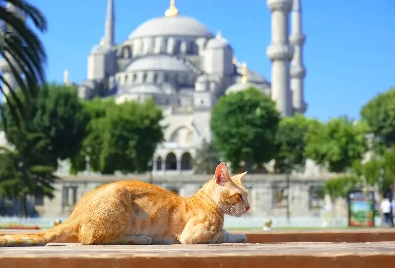 blue-mosque-istanbul-cats.webp