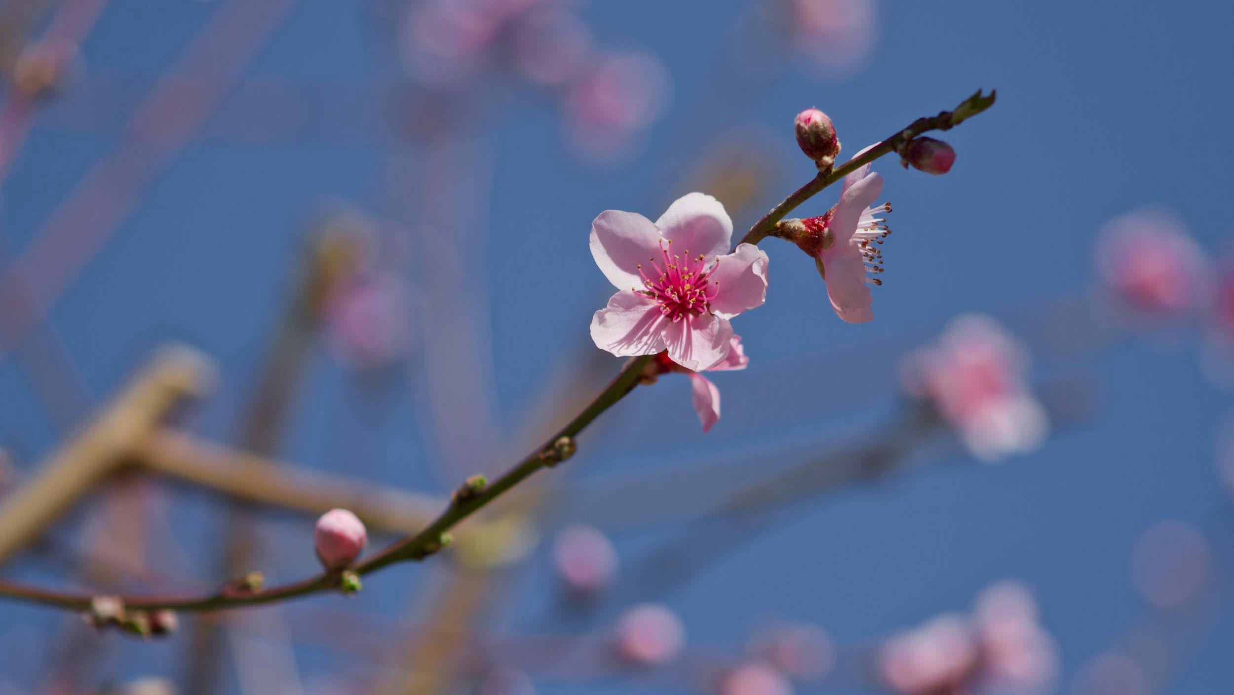 _Apple-Blossoms-2500-1407.jpg