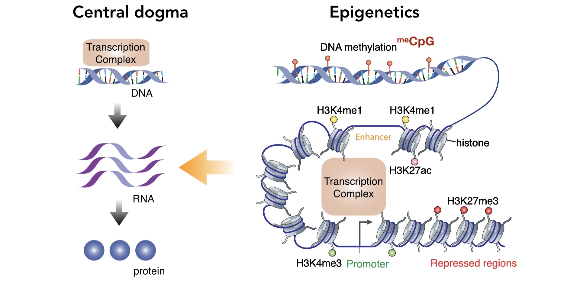 research_epigenetics.001.jpg