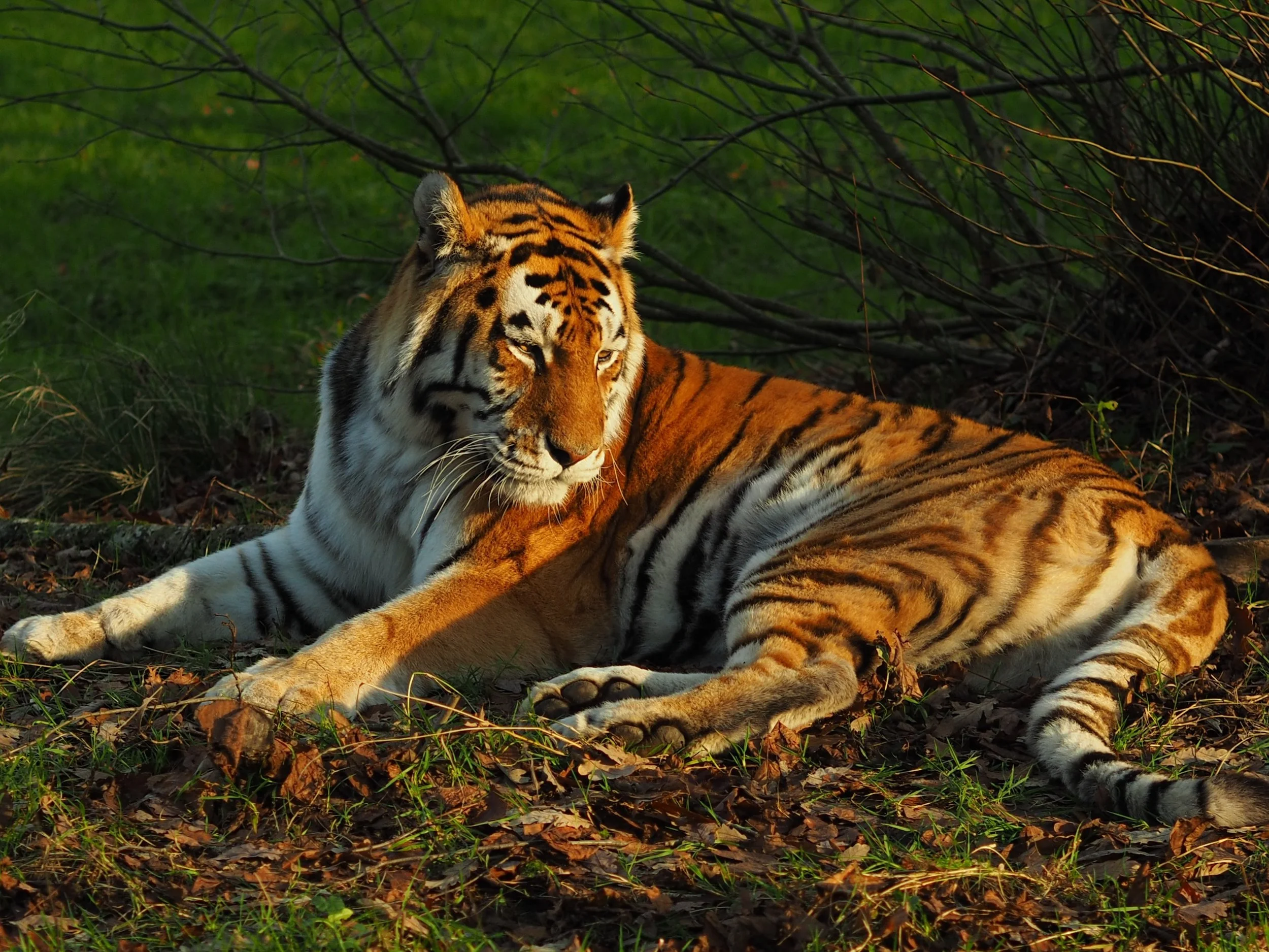 Tiger range countries commit to course ...