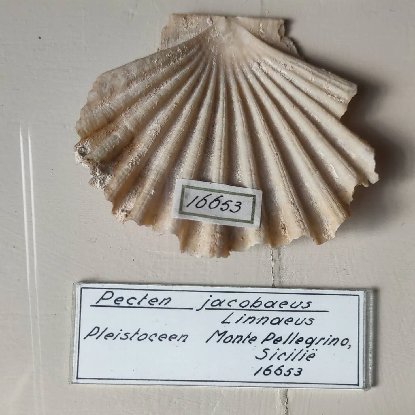 A day at the museum, seashell heaven 🐚

Inspiration at @teylersmuseum

#seashells #fossil #life #nature #art #history #science #museum  #netherlands