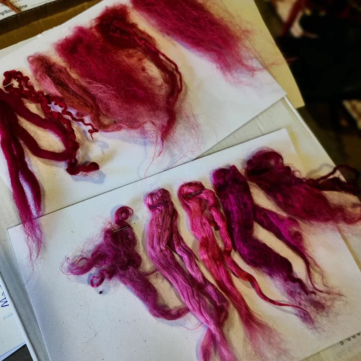 Dyeing experiments with cochineal 

Cochineal, the red dyestuff is from the dried bodies of certain female insects, Dactylopius coccus, of the Coccidae family, cactus-eating insects native to the tropical and subtropical America.

#naturaldyeing #dye