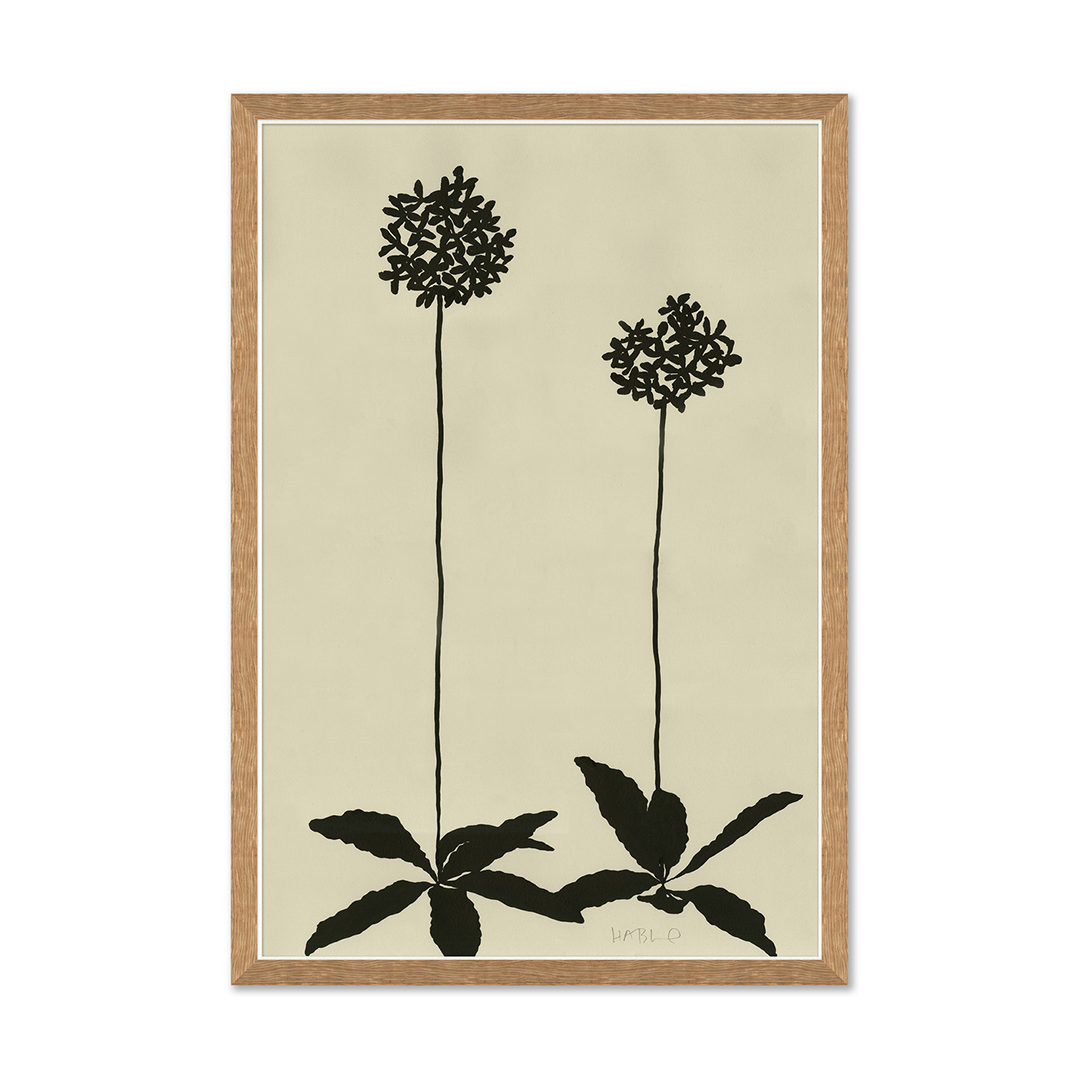 ALLIUM.png