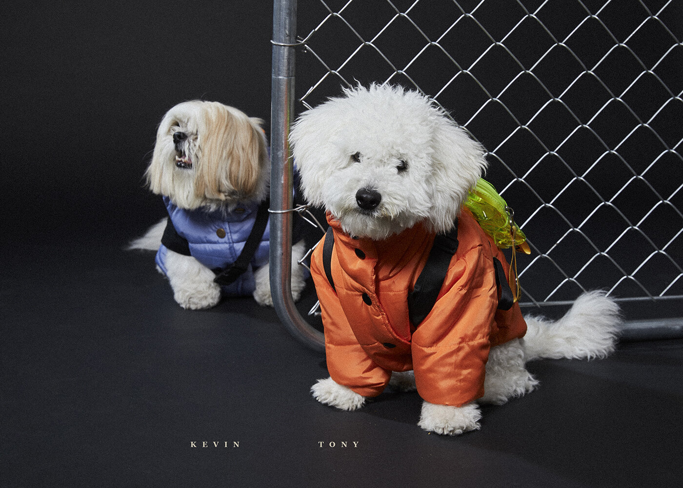06_©scottie_cameron_DOGS_0051.jpg