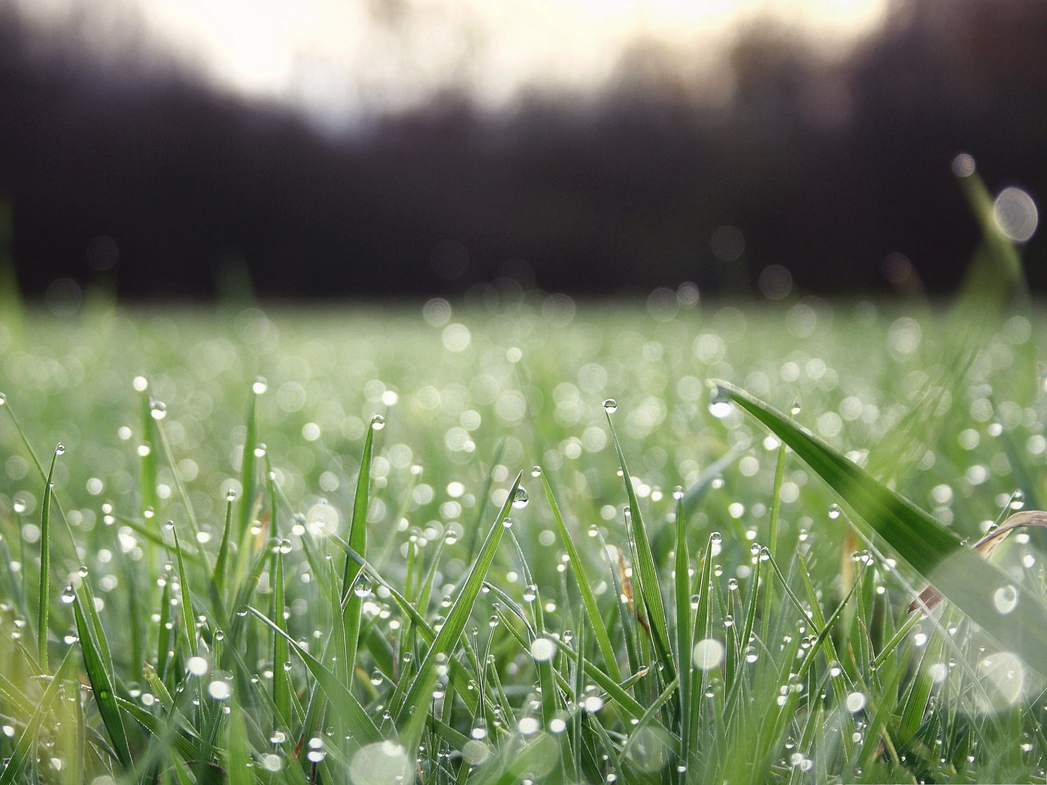 Looking for ways to keep the grass green but conserve water at the same time? So are we!