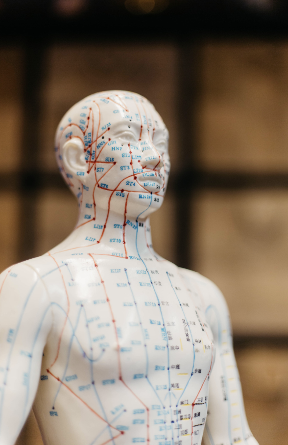 meridian therapy display for acupuncture and TCM