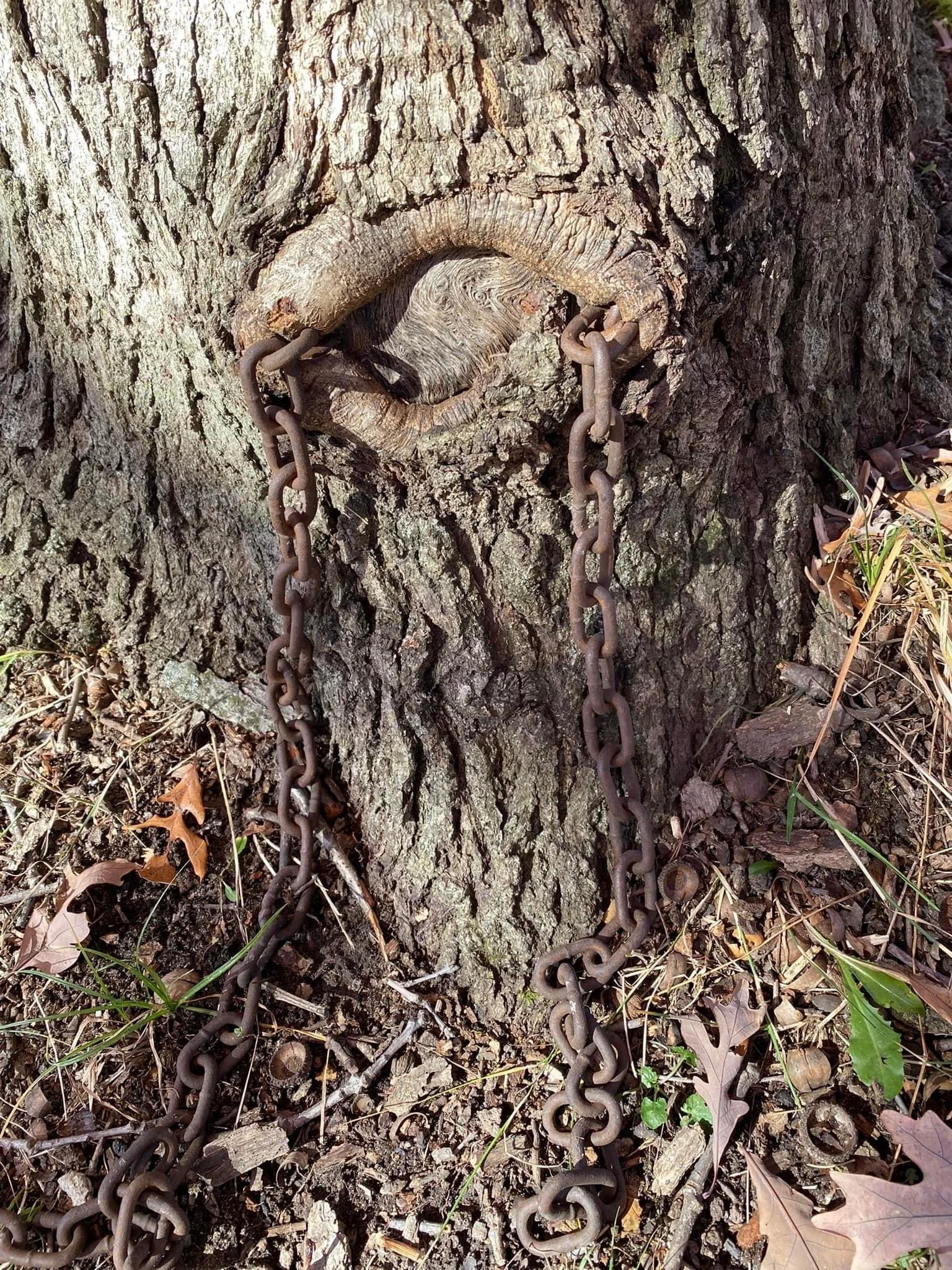 chained treeJPG.JPG