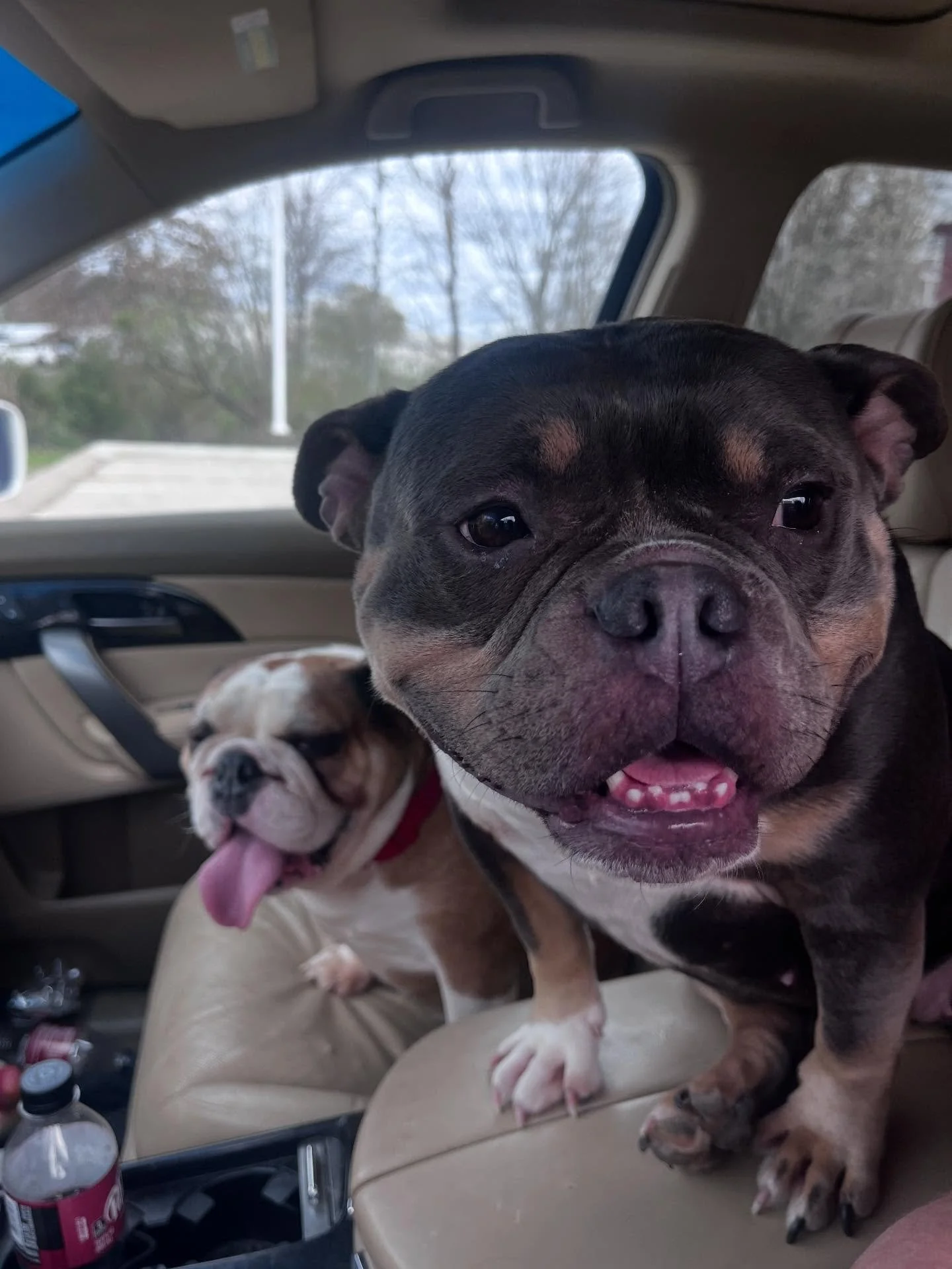 Sunday Chicky nug run 😁