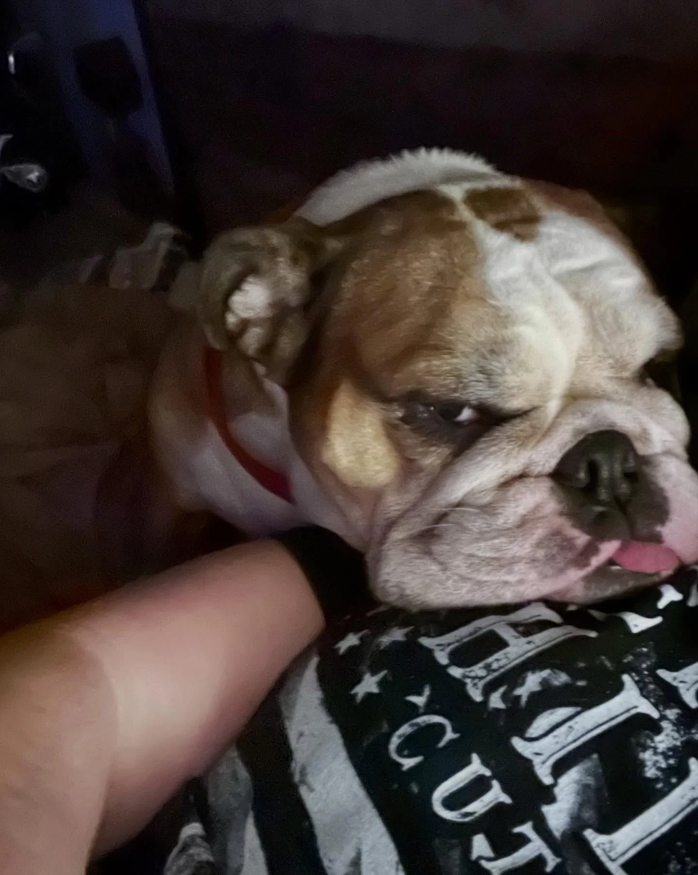 Y&rsquo;all ever have a bulldog try to talk you into a second pig ear?😂❤️ #bulldog #dogs_of_instagram #thegirls #tenndogfather