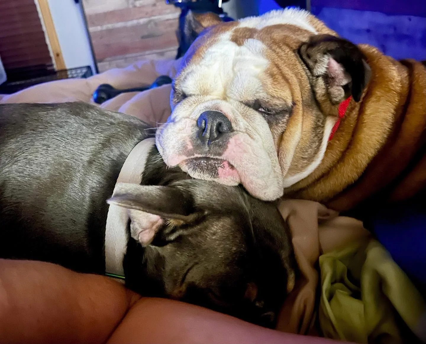 Time change is rough on little bullydogs 😂 #bulldog #bullysofinstagram #dogsofinstagram #tenndogfather #timechange