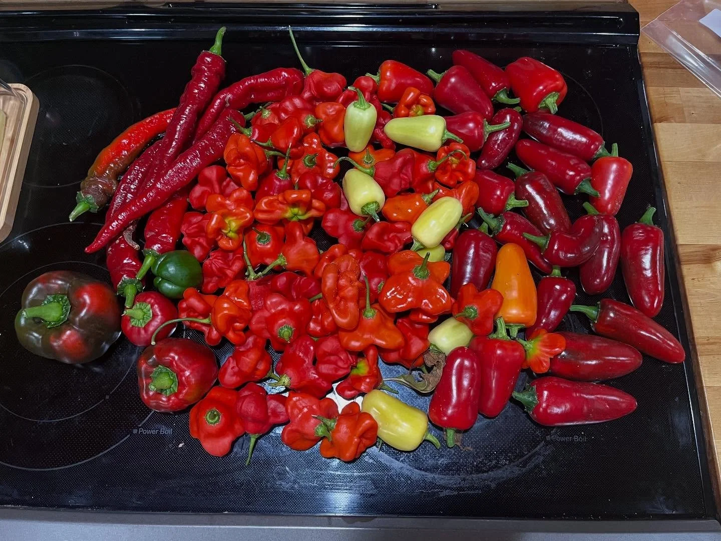 Country fabulous pepper time 🌶️ 🫑 😁 #peppers #gardening #planterbox #country life